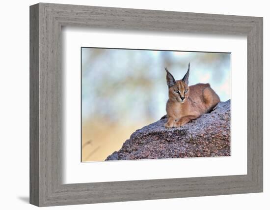 Caracal-Alessandro Catta-Framed Photographic Print