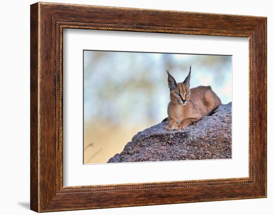 Caracal-Alessandro Catta-Framed Photographic Print