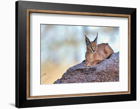 Caracal-Alessandro Catta-Framed Photographic Print