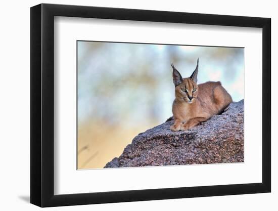 Caracal-Alessandro Catta-Framed Photographic Print