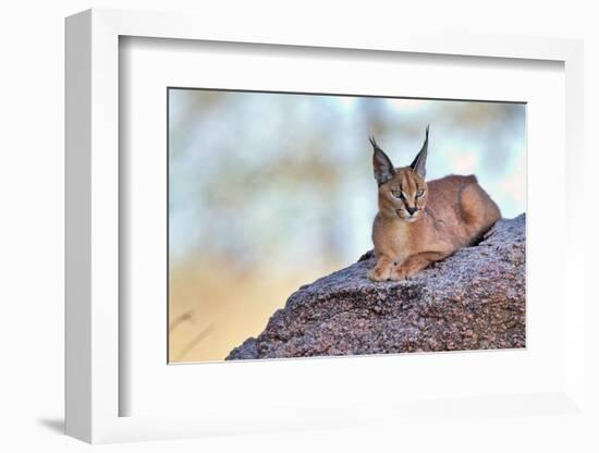 Caracal-Alessandro Catta-Framed Photographic Print