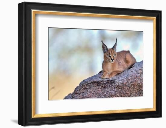 Caracal-Alessandro Catta-Framed Photographic Print