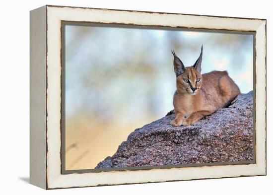 Caracal-Alessandro Catta-Framed Premier Image Canvas