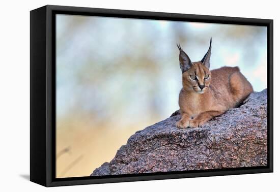 Caracal-Alessandro Catta-Framed Premier Image Canvas