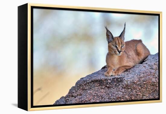 Caracal-Alessandro Catta-Framed Premier Image Canvas