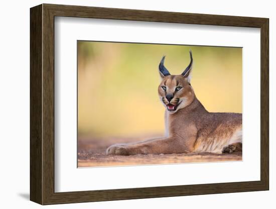 Caracal-Hillebrand Breuker-Framed Photographic Print