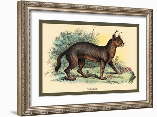 Caracal-Sir William Jardine-Framed Art Print