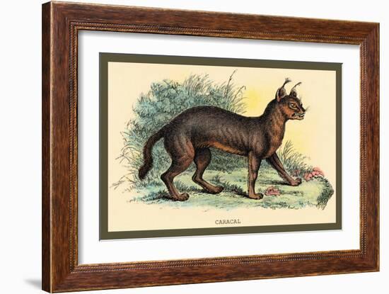 Caracal-Sir William Jardine-Framed Art Print