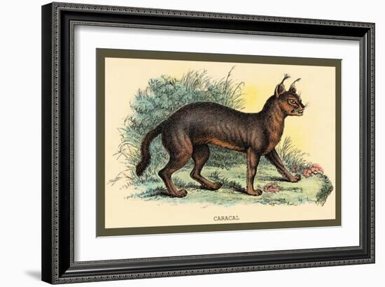 Caracal-Sir William Jardine-Framed Art Print