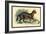 Caracal-Sir William Jardine-Framed Art Print