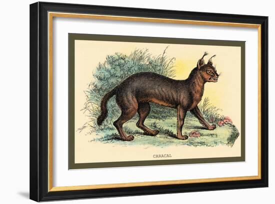 Caracal-Sir William Jardine-Framed Art Print