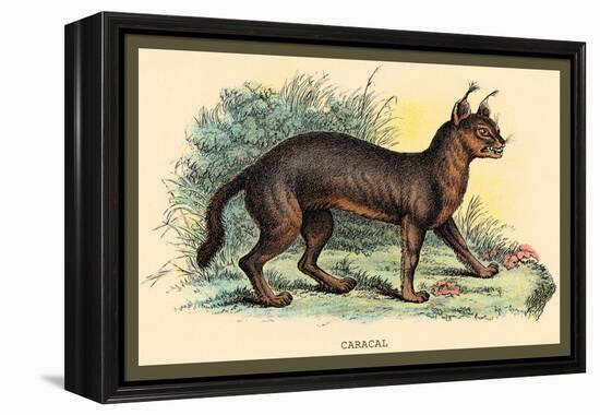 Caracal-Sir William Jardine-Framed Stretched Canvas