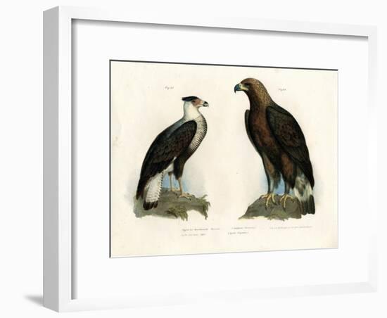 Caracara, 1864-null-Framed Giclee Print