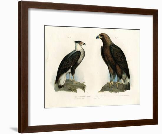 Caracara, 1864-null-Framed Giclee Print