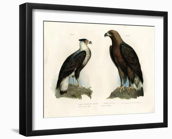 Caracara, 1864-null-Framed Giclee Print