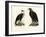 Caracara, 1864-null-Framed Giclee Print