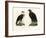 Caracara, 1864-null-Framed Giclee Print