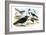 Caracara Eagle, Crow, and Kingfisher-Theodore Jasper-Framed Art Print