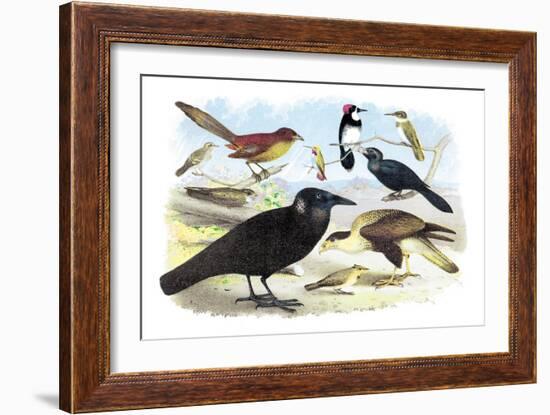 Caracara Eagle, Crow, and Kingfisher-Theodore Jasper-Framed Art Print