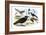 Caracara Eagle, Crow, and Kingfisher-Theodore Jasper-Framed Art Print