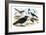 Caracara Eagle, Crow, and Kingfisher-Theodore Jasper-Framed Art Print