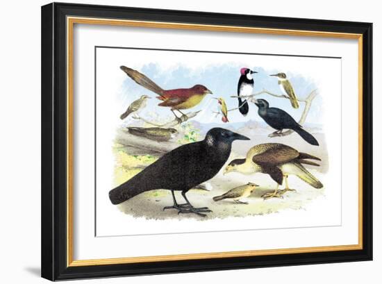 Caracara Eagle, Crow, and Kingfisher-Theodore Jasper-Framed Art Print