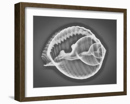 Caracol Estudio 3 Xray-Moises Levy-Framed Photographic Print
