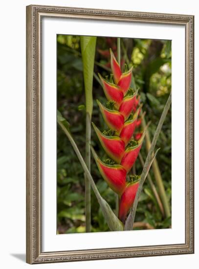 Carambola Botanical Gardens, Heliconia Flower, Roatan, Honduras-Jim Engelbrecht-Framed Photographic Print