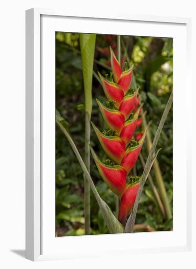 Carambola Botanical Gardens, Heliconia Flower, Roatan, Honduras-Jim Engelbrecht-Framed Photographic Print