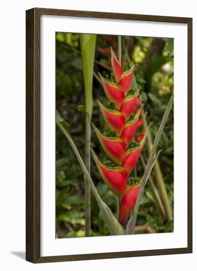 Carambola Botanical Gardens, Heliconia Flower, Roatan, Honduras-Jim Engelbrecht-Framed Photographic Print