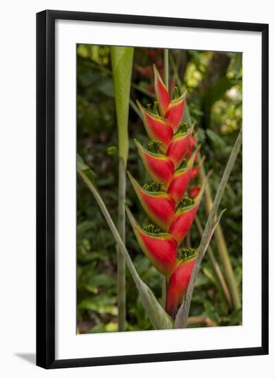 Carambola Botanical Gardens, Heliconia Flower, Roatan, Honduras-Jim Engelbrecht-Framed Photographic Print