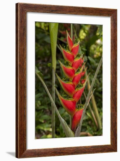 Carambola Botanical Gardens, Heliconia Flower, Roatan, Honduras-Jim Engelbrecht-Framed Photographic Print