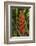 Carambola Botanical Gardens, Heliconia Flower, Roatan, Honduras-Jim Engelbrecht-Framed Photographic Print