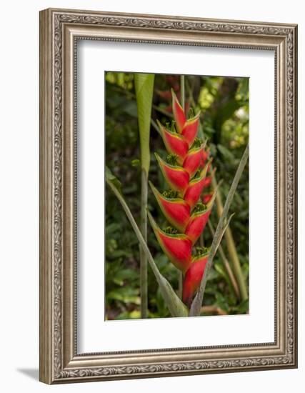 Carambola Botanical Gardens, Heliconia Flower, Roatan, Honduras-Jim Engelbrecht-Framed Photographic Print