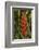 Carambola Botanical Gardens, Heliconia Flower, Roatan, Honduras-Jim Engelbrecht-Framed Photographic Print