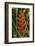 Carambola Botanical Gardens, Heliconia Flower, Roatan, Honduras-Jim Engelbrecht-Framed Photographic Print