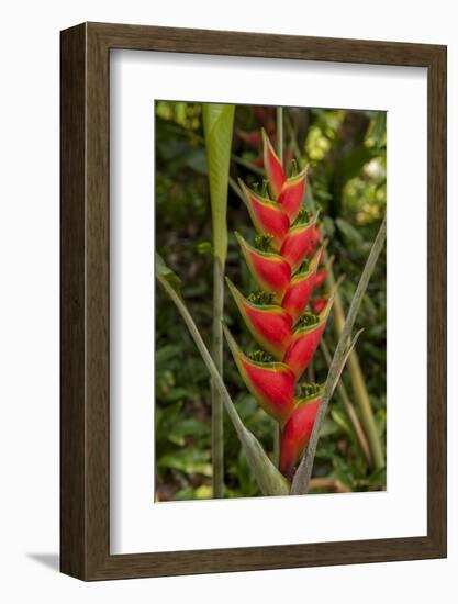 Carambola Botanical Gardens, Heliconia Flower, Roatan, Honduras-Jim Engelbrecht-Framed Photographic Print