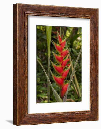 Carambola Botanical Gardens, Heliconia Flower, Roatan, Honduras-Jim Engelbrecht-Framed Photographic Print