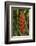 Carambola Botanical Gardens, Heliconia Flower, Roatan, Honduras-Jim Engelbrecht-Framed Photographic Print