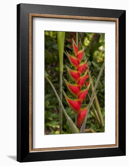 Carambola Botanical Gardens, Heliconia Flower, Roatan, Honduras-Jim Engelbrecht-Framed Photographic Print