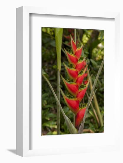 Carambola Botanical Gardens, Heliconia Flower, Roatan, Honduras-Jim Engelbrecht-Framed Photographic Print