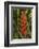 Carambola Botanical Gardens, Heliconia Flower, Roatan, Honduras-Jim Engelbrecht-Framed Photographic Print