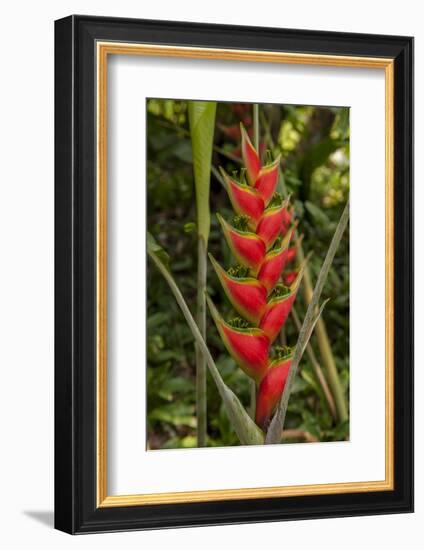 Carambola Botanical Gardens, Heliconia Flower, Roatan, Honduras-Jim Engelbrecht-Framed Photographic Print