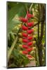 Carambola Botanical Gardens, Heliconia Flower, Roatan, Honduras-Jim Engelbrecht-Mounted Photographic Print