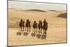 Caravan of Bactrian Camels in the South Gobi Desert, Mongolia., 2013 (Photo)-Ira Block-Mounted Giclee Print