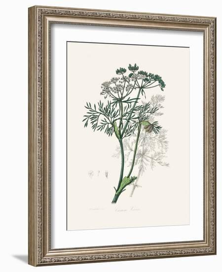 Caraway (Carum Carui) Medical Botany-John Stephenson and James Morss Churchill-Framed Photographic Print