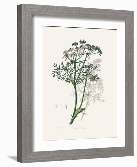 Caraway (Carum Carui) Medical Botany-John Stephenson and James Morss Churchill-Framed Photographic Print