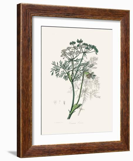 Caraway (Carum Carui) Medical Botany-John Stephenson and James Morss Churchill-Framed Photographic Print