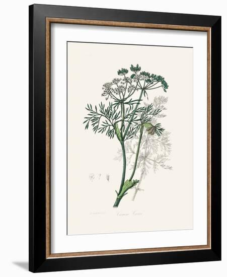 Caraway (Carum Carui) Medical Botany-John Stephenson and James Morss Churchill-Framed Photographic Print