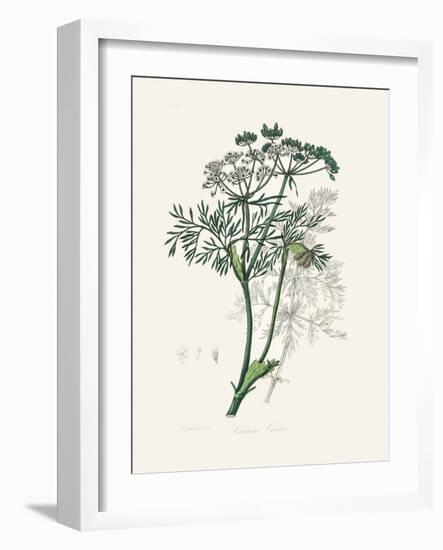 Caraway (Carum Carui) Medical Botany-John Stephenson and James Morss Churchill-Framed Photographic Print